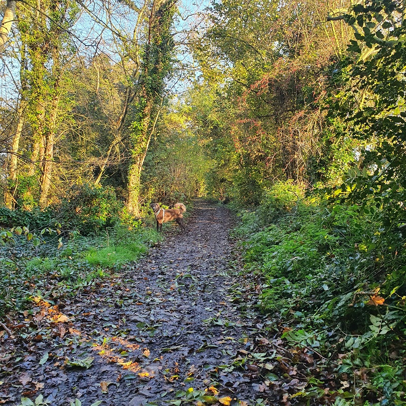 Country lane in Sutton